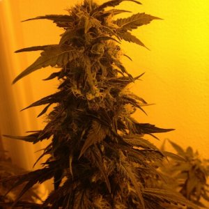 Grand Daddy Purp Grow from Seed