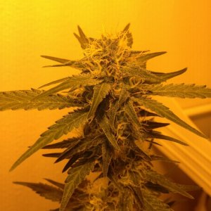 Grand Daddy Purp Grow from Seed