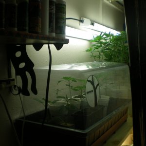 Wall-Garden (Veg-Room)