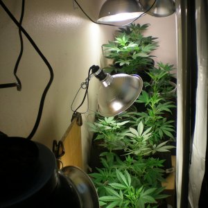 Wall-Garden (Veg-Room)