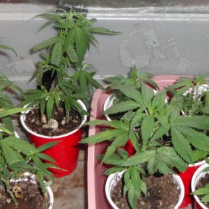 BB, Breakout, Stacked Kush Clones