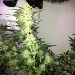 Grand Daddy Purp Grow from Seed