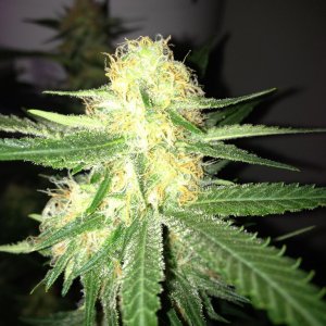 Grand Daddy Purp Grow from Seed