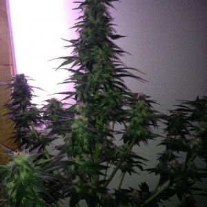 Grand Daddy Purp Grow from Seed