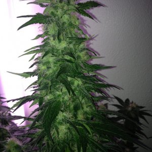 Grand Daddy Purp Grow from Seed