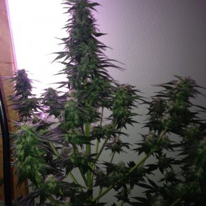 Grand Daddy Purp Grow from Seed