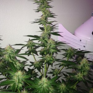 Grand Daddy Purp Grow from Seed