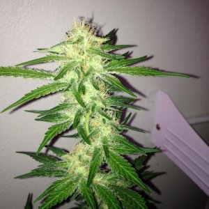 Grand Daddy Purp Grow from Seed