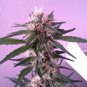 Grand Daddy Purp Grow from Seed