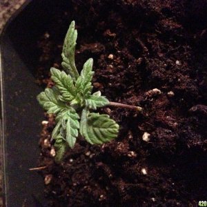 Deformed seedling?