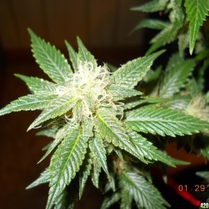 Aurora Indica 34 days of 12/12