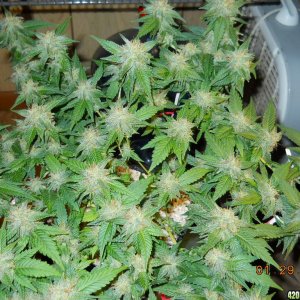 Blue Widow 34 days of 12/12