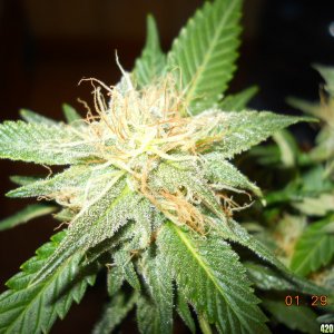 Blue Widow 34 days of 12/12