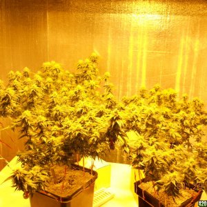 Flower room 34 days of 12/12