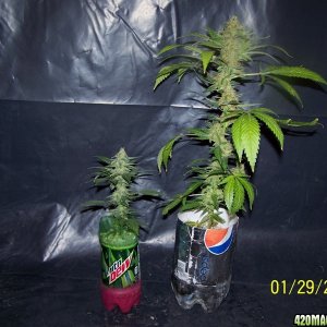 2l_20oz