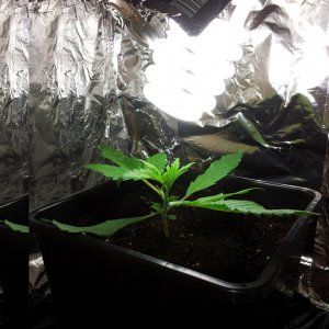 Auto critical day 16