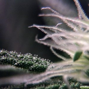 trichomes