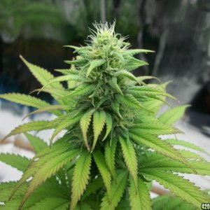 Blue Mystic reg. fem.