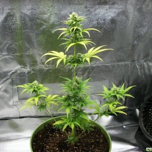 Bio Diesel Auto fem