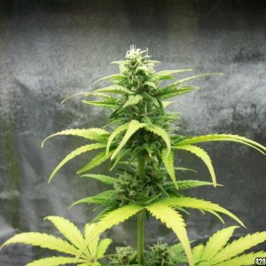 Bio Diesel Auto fem