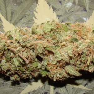 G-13 Haze