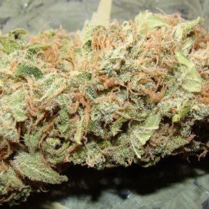 G-13 Haze