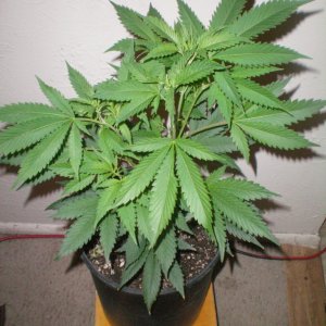 Skunk#1 Clone Update