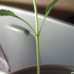 Female Plant???