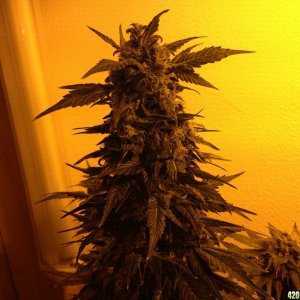 Grand Daddy Purp Grow from Seed