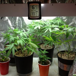 Third Grow