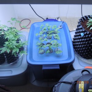 Veg Room