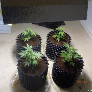 4 OG Kush clones vegin under the 400 MH