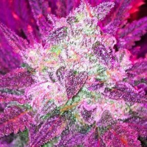 purple_haze5