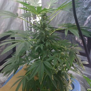 MK ultra week 2 flower