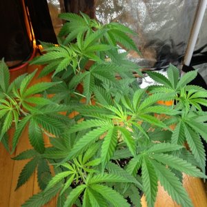 Third Grow