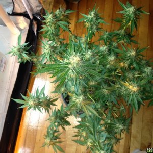 Grand Daddy Purp Grow from Seed