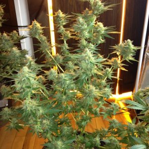 Grand Daddy Purp Grow from Seed