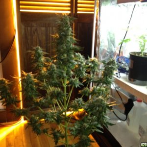 Grand Daddy Purp Grow from Seed