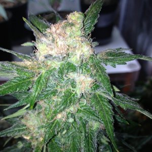 Grand Daddy Purp Grow from Seed