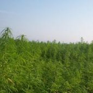 Hemp Field