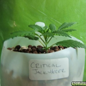 critical jack herer2