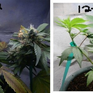 85 watt cfl bulb progress