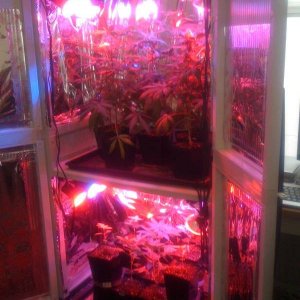 LED grow cabinet