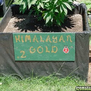 Himalayan_Gold