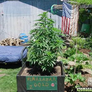 Himalayan_Gold_1