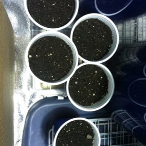 seedlings