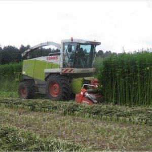 Hemp Harvest