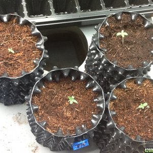 AZMeds Seedlings