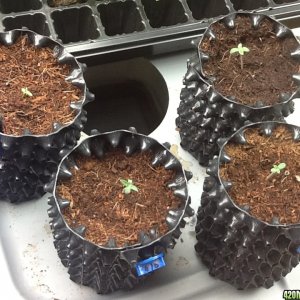 AZMeds Seedlings