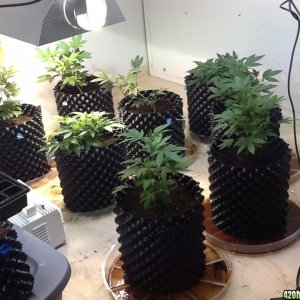 AZMeds Veg. Room